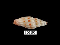 藏品(吸血蛹筆螺)的圖片